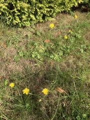 Scorzoneroides autumnalis