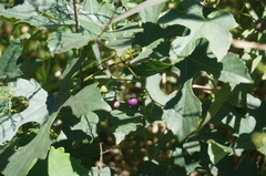 Ampelopsis humulifolia