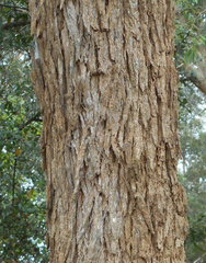 Angophora