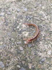 Scolopendridae