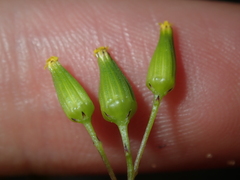 Senecio glossanthus