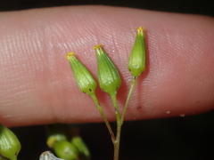 Senecio glossanthus