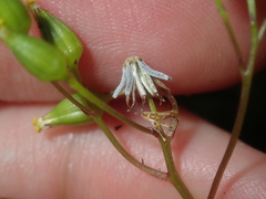 Senecio glossanthus
