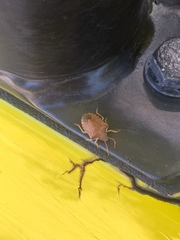 Peribalus strictus strictus