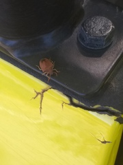 Peribalus strictus strictus