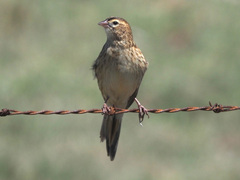 Euplectes progne