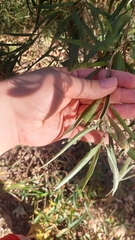 Acacia