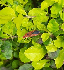 Dysdercus cingulatus