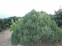 Juniperus excelsa