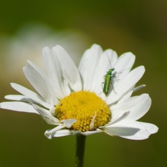 Oedemera nobilis