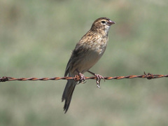 Euplectes progne