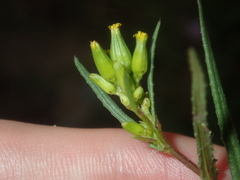 Senecio glossanthus