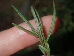 Senecio glossanthus