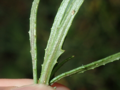 Senecio glossanthus