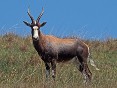 Damaliscus pygargus phillipsi