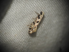 Nemapogon nevadella