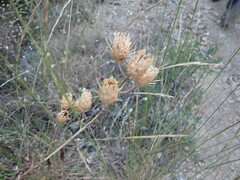 Centaurea salonitana