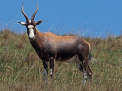 Damaliscus pygargus phillipsi