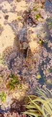 Taurulus bubalis