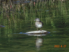 Aix galericulata