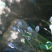 Saussurea nivea - Photo (c) 红梅,  זכויות יוצרים חלקיות (CC BY-NC), הועלה על ידי 红梅