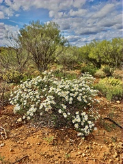 Olearia pimeleoides