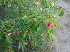 Paliurus spina-christi