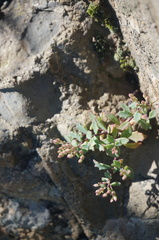 Hylotelephium tatarinowii