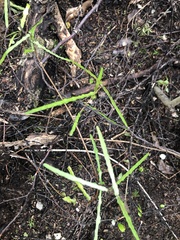 Parsonsia capsularis