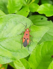 Dysdercus cingulatus