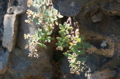 Hylotelephium tatarinowii