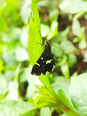 Hymenia perspectalis