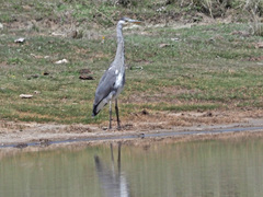 Ardea cinerea cinerea