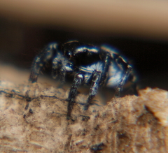 Stenaelurillus guttatus