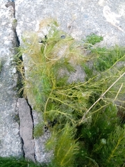 Ceratophyllum demersum