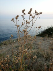 Centaurea salonitana