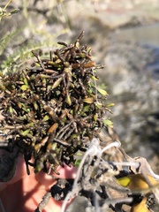 Korthalsella clavata