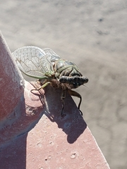 Cicadinae