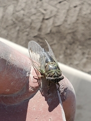 Cicadinae
