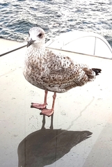 Larus
