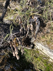 Korthalsella clavata