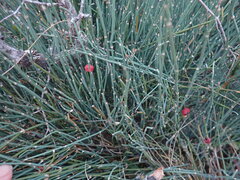 Ephedra distachya