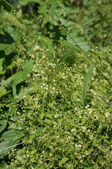 Rubia cordifolia