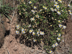 Felicia muricata muricata