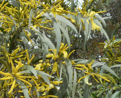 Acacia binervia