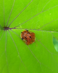 Laccoptera nepalensis