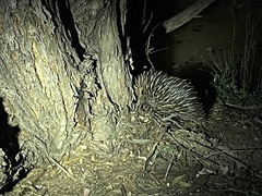 Tachyglossus aculeatus
