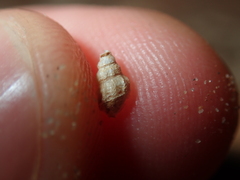 Plotiopsis balonnensis