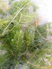 Ceratophyllum demersum