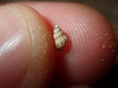 Plotiopsis balonnensis